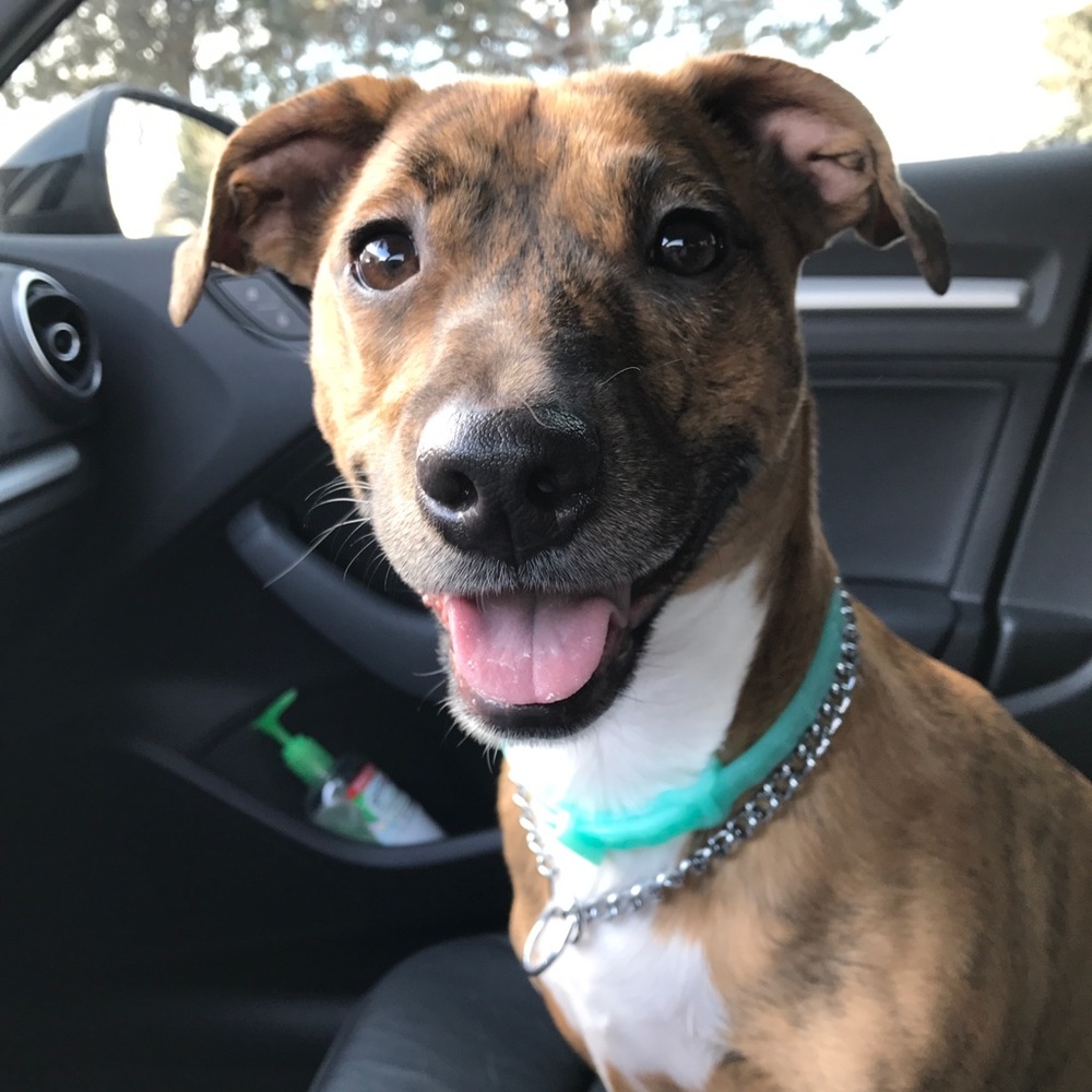 Meet your Posher, Tara